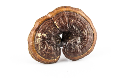 Reishi