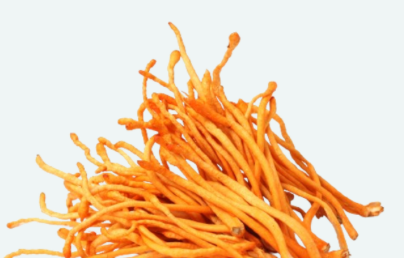Cordyceps