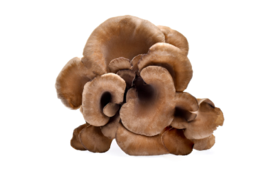 Maitake