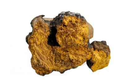 Chaga