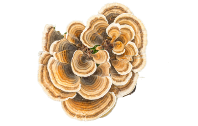 Turkey Tail